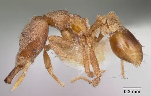 Strumigenys adiastola specimen