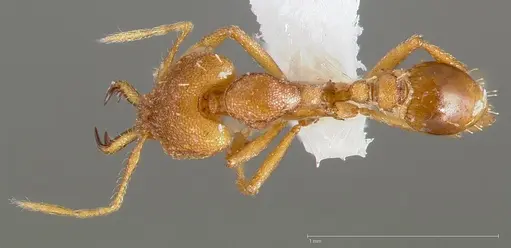 Strumigenys admixta specimen