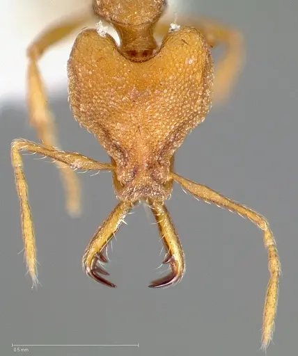 Strumigenys admixta specimen