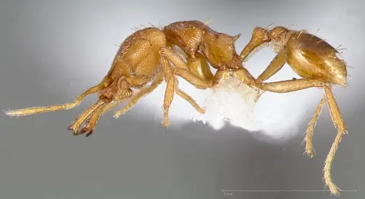 Strumigenys admixta specimen