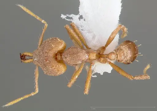 Strumigenys admixta - CASENT0005469