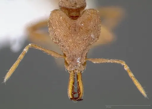 Strumigenys admixta - CASENT0005469