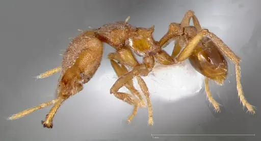 Strumigenys admixta - CASENT0005469