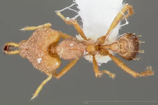 Strumigenys admixta - CASENT0005470