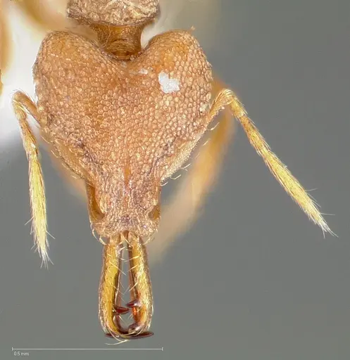 Strumigenys admixta - CASENT0005470