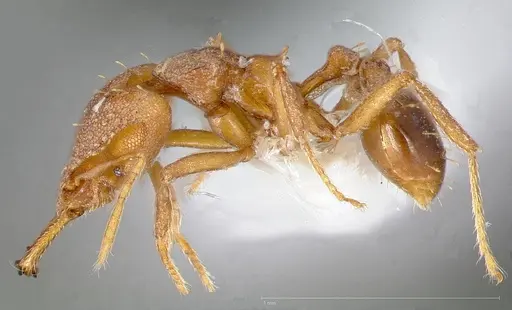 Strumigenys admixta - CASENT0005470