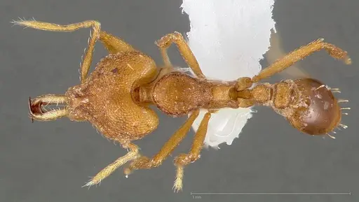 Strumigenys admixta - CASENT0005471