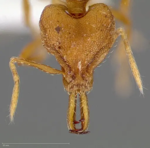 Strumigenys admixta - CASENT0005471