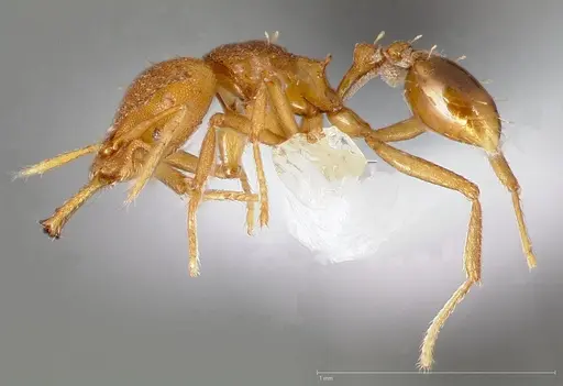 Strumigenys admixta - CASENT0005471