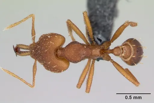 Strumigenys admixta - CASENT0069921