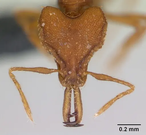 Strumigenys admixta - CASENT0069921