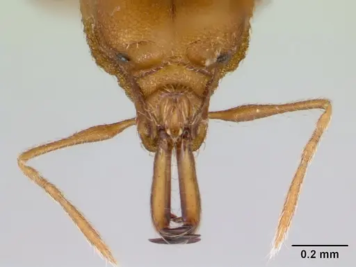 Strumigenys admixta - CASENT0069921