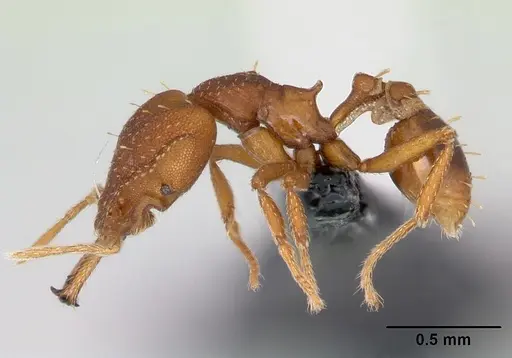 Strumigenys admixta - CASENT0069921