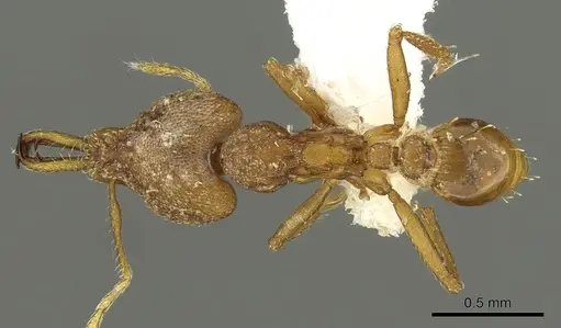 Strumigenys admixta - CASENT0900702