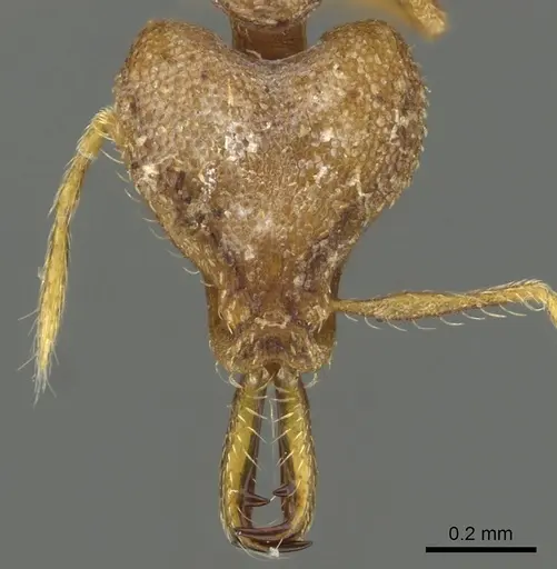 Strumigenys admixta - CASENT0900702