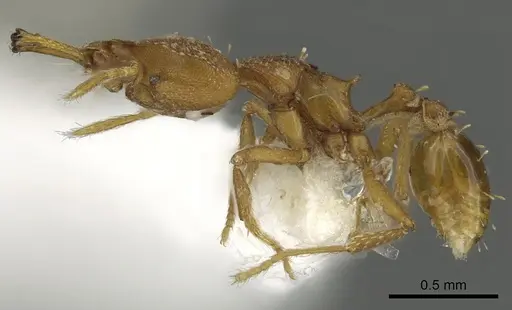 Strumigenys admixta - CASENT0900702