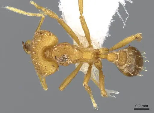 Strumigenys admixta - CASENT0914760