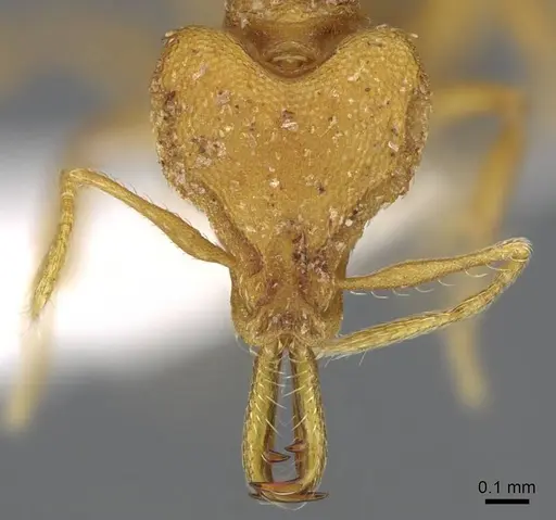 Strumigenys admixta - CASENT0914760