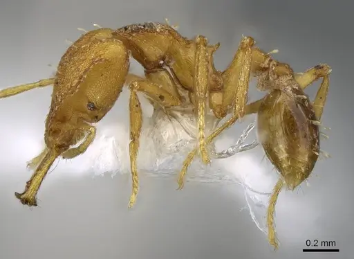 Strumigenys admixta - CASENT0914760