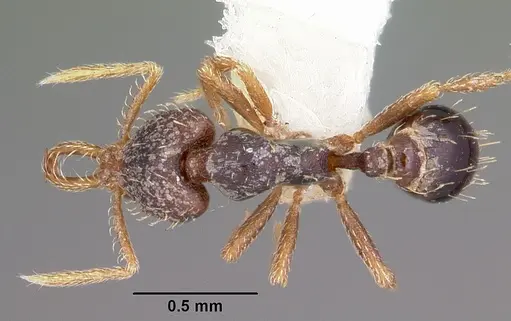 Strumigenys adrasora specimen