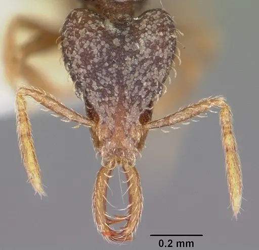 Strumigenys adrasora specimen