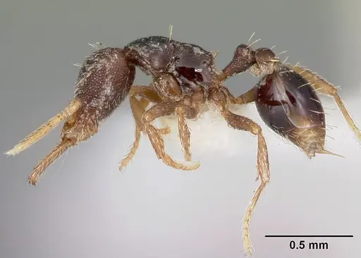 Strumigenys adrasora specimen