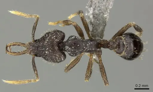 Strumigenys adrasora - CASENT0235713