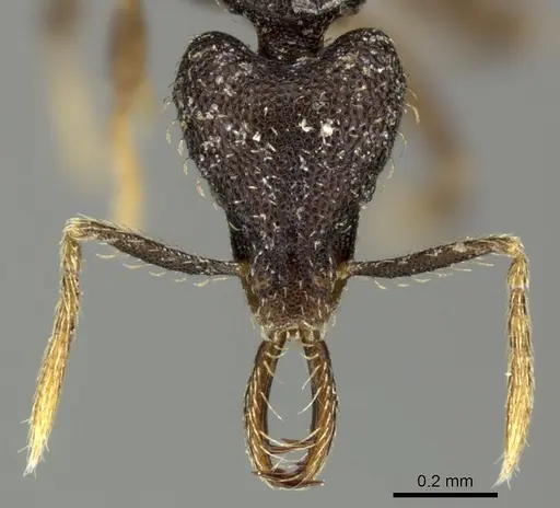 Strumigenys adrasora - CASENT0235713