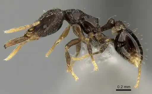 Strumigenys adrasora - CASENT0235713