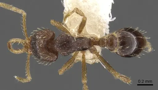 Strumigenys adrasora - CASENT0900607