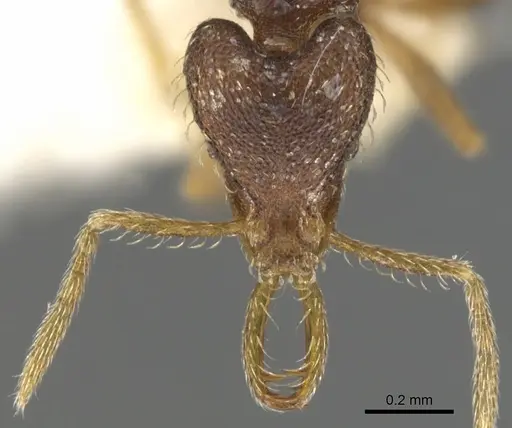 Strumigenys adrasora - CASENT0900607