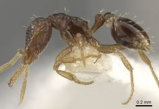 Strumigenys adrasora - CASENT0900607