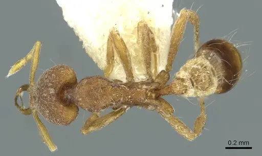 Strumigenys aduncomala specimen