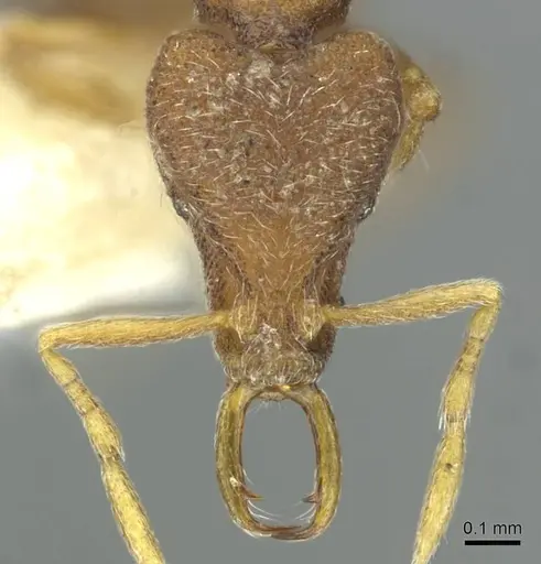 Strumigenys aduncomala specimen