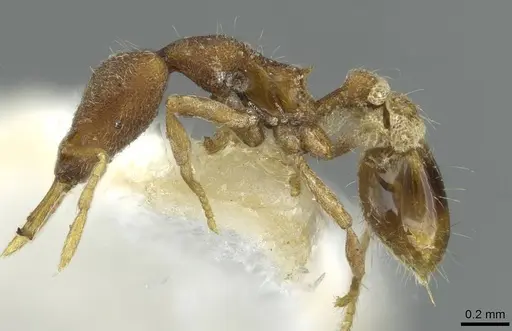 Strumigenys aduncomala specimen