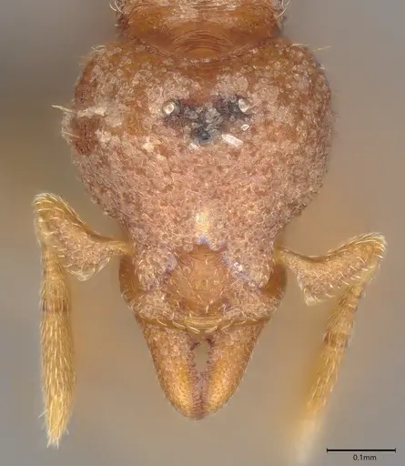 Strumigenys aechme specimen