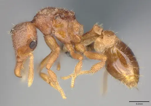 Strumigenys aechme specimen