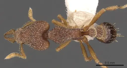 Strumigenys aechme - CASENT0900769