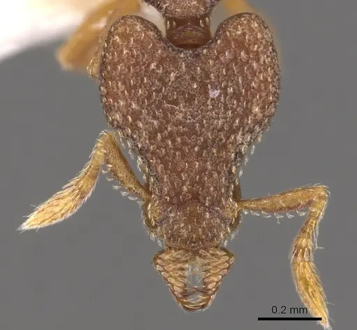 Strumigenys aechme - CASENT0900769