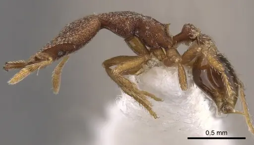 Strumigenys aechme - CASENT0900769