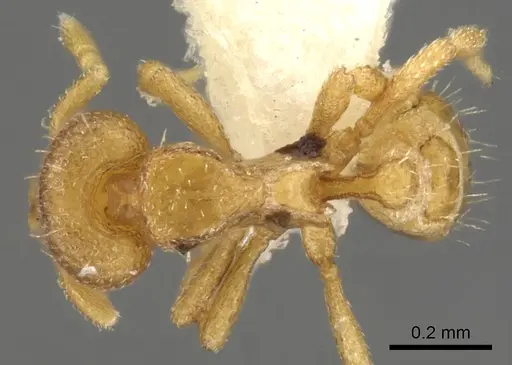 Strumigenys aello specimen