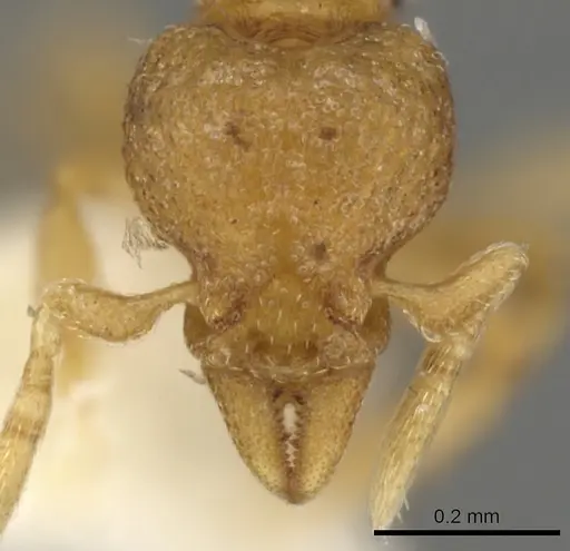 Strumigenys aello specimen