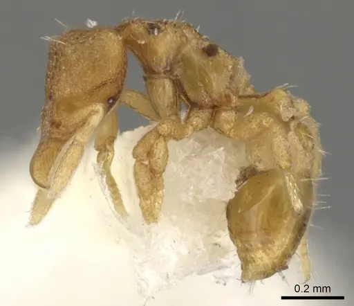 Strumigenys aello specimen