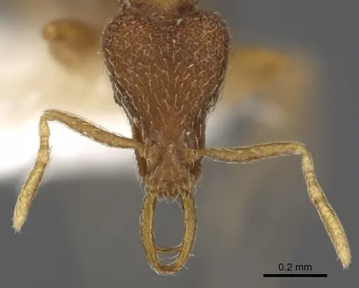 Strumigenys aenigma specimen