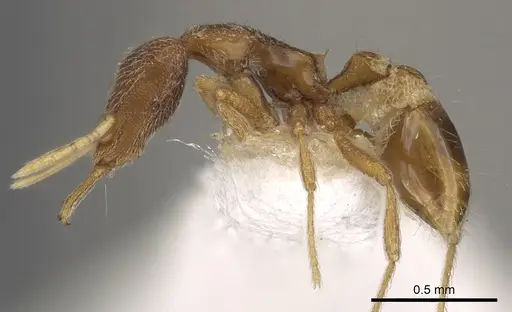 Strumigenys aenigma specimen