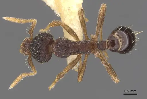 Strumigenys aequinoctialis specimen