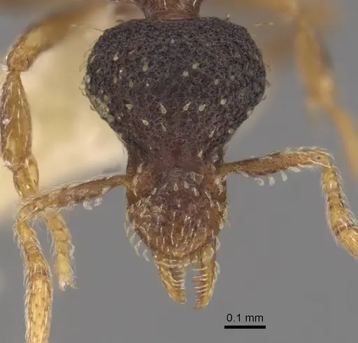 Strumigenys aequinoctialis specimen