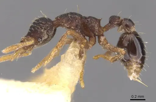 Strumigenys aequinoctialis specimen