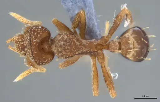 Strumigenys aethegenys specimen