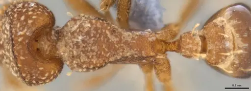 Strumigenys aethegenys specimen